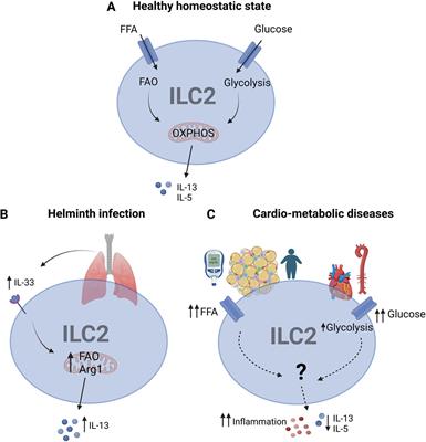 (Multi-) omics studies of ILC2s in inflammation and metabolic diseases